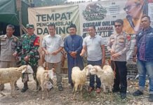 Kapalang Misteri Tebar 300 Domba Kurban di Bogor, Target Tahun Depan Tembus 2.000 Ekor Distribusi ratusan domba kurban oleh Kapalang Misteri di Ciomas, Kabupaten Bogor. Foto: Harnas.id