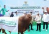 Gibran Serahkan Sapi Kurban 916 Kg ke BAZNAS, Daging Disiapkan untuk Warga Tangerang Penyerahan sapi kurban Wakil Presiden Gibran Rakabuming Raka kepada BAZNAS RI di Jakarta. Foto: BAZNAS