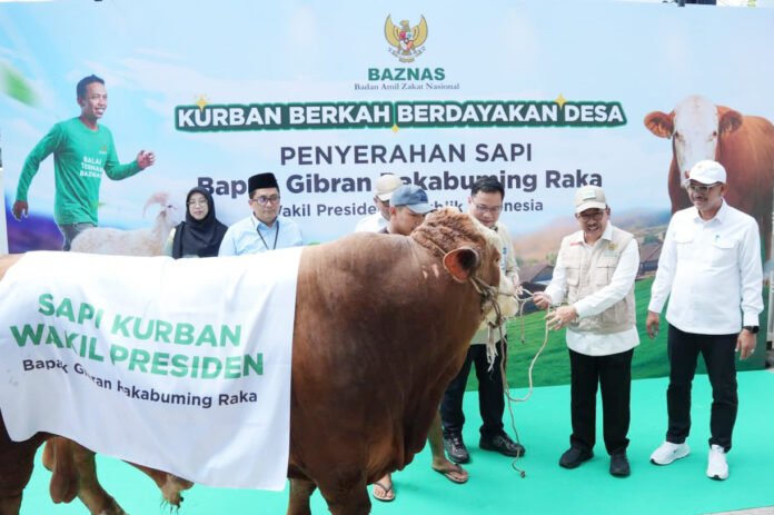 Penyerahan sapi kurban Wakil Presiden Gibran Rakabuming Raka kepada BAZNAS RI di Jakarta. Foto: BAZNAS