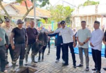 Dedie Ajak Warga Jaga Bogor Tetap Adem saat Idul Adha, Sapi Presiden di Kayumanis Jadi Perhatian Wakil Wali Kota Bogor Jenal Mutaqin memantau proses penyembelihan sapi kurban bantuan Presiden di Kayumanis. Foto: Pemkot Bogor