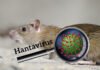 Sempat Bikin Cemas, Suspek Hantavirus di Kulon Progo Dipastikan Negatif Ilustrasi hantavirus. Image: Freepik