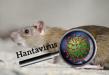 Sempat Bikin Cemas, Suspek Hantavirus di Kulon Progo Dipastikan Negatif Ilustrasi hantavirus. Image: Freepik