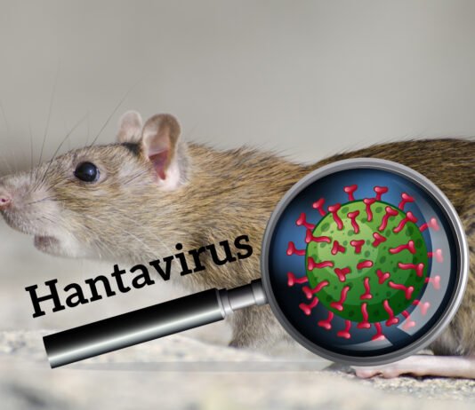 Sempat Bikin Cemas, Suspek Hantavirus di Kulon Progo Dipastikan Negatif Ilustrasi hantavirus. Image: Freepik
