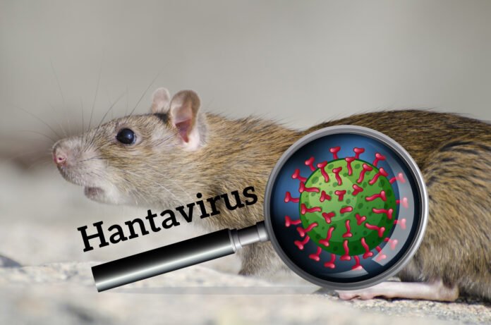 Ilustrasi hantavirus. Image: Freepik Ilustrasi hantavirus. Image: Freepik