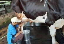 Dewan Persusuan Nasional Soroti Produksi Susu yang Rendah, Dorong Produksi Nasional
