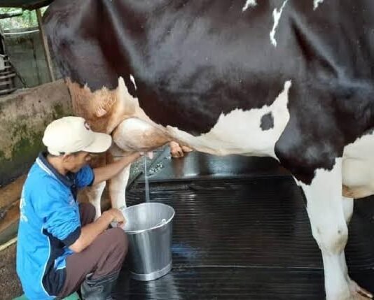 Dewan Persusuan Nasional Soroti Produksi Susu yang Rendah, Dorong Produksi Nasional