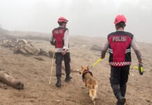 Polda Sumbar Kerahkan Dua K9 Herder Sisir Jalur Air Bah di Solok Personel Unit Polsatwa Polda Sumbar bersama K9 melakukan penyisiran di kawasan terdampak air bah di Solok. Foto: Polda Sumbar