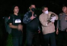 Polisi Selamatkan Induk dan Anak Orang Utan Terdampak Karhutla di Kalimantan Tengah