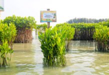 Sunset di Pantai Tanam 102 Mangrove di Pulau Pramuka, Pengunjung Bisa Ikut Berdonasi Penanaman bibit mangrove di Pulau Pramuka melalui program Lesstari Sunset di Pantai 2026. (Dok. Mitra Natura Raya)