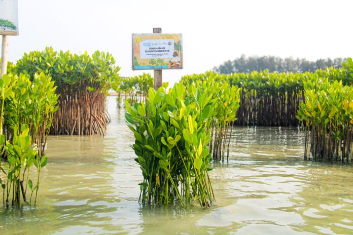 Penanaman bibit mangrove di Pulau Pramuka melalui program Lesstari Sunset di Pantai 2026. (Dok. Mitra Natura Raya) Penanaman bibit mangrove di Pulau Pramuka melalui program Lesstari Sunset di Pantai 2026. (Dok. Mitra Natura Raya)