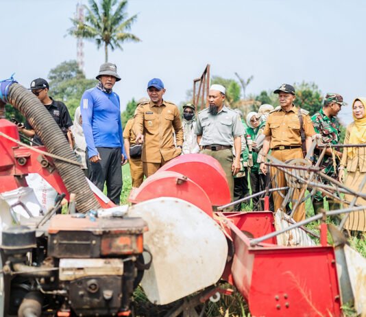 Panen Raya di Katulampa, Pemkot Bogor Soroti Lahan Pertanian yang Makin Terbatas Wakil Wali Kota Bogor Jenal Mutaqin menghadiri panen raya bersama kelompok tani di Katulampa. Foto: Pemkot Bogor