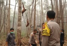 Polri: Perkuat Patroli Hutan Terpadu, Rescue Satwa Terdampak dan Pengamanan agar Orang Utan Terlindungi