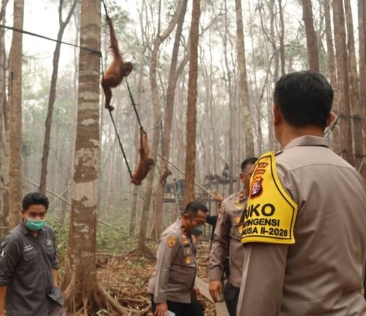 Polri: Perkuat Patroli Hutan Terpadu, Rescue Satwa Terdampak dan Pengamanan agar Orang Utan Terlindungi